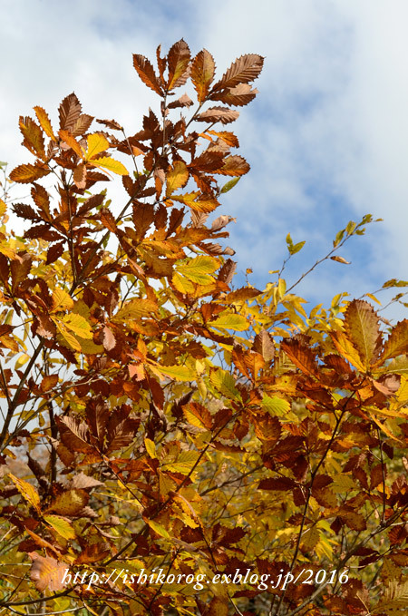 ブログ再開は紅葉の大山から-2_a0223379_20134034.jpg