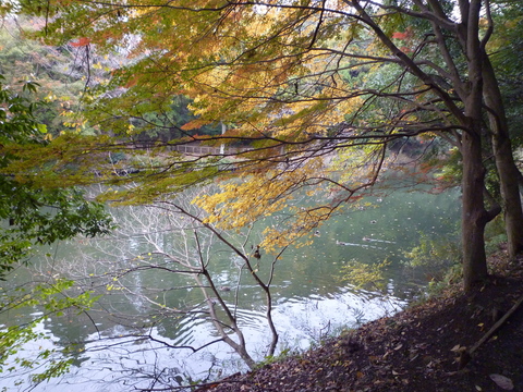 紅葉を見にダムや公園を自転車で巡ってみました。_e0268680_18312612.jpg