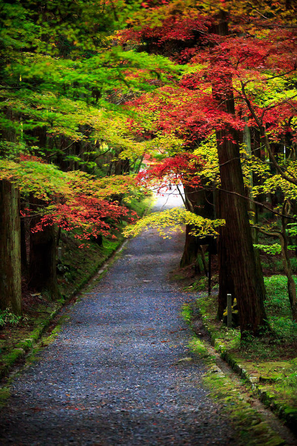 紅葉2016！　～比叡山延暦寺　横川中堂～_b0128581_22263529.jpg