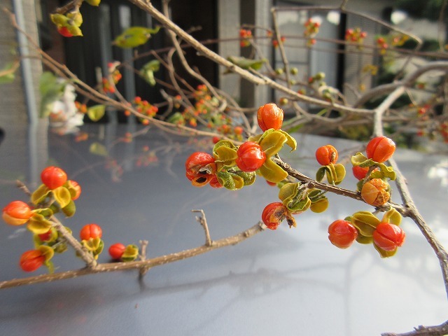 b0182884_21325233.jpg