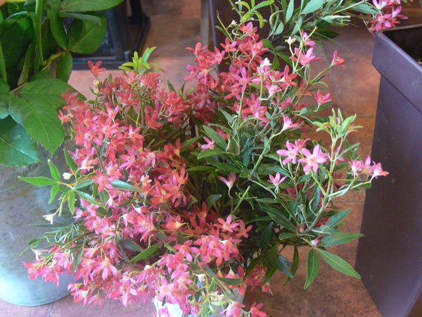 e0140986_1313438.jpg