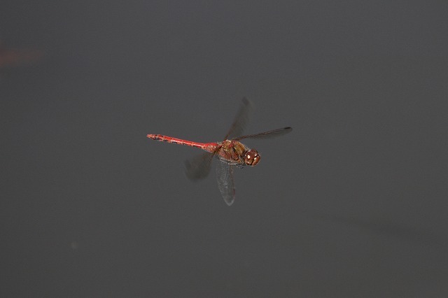 d0156387_21283553.jpg
