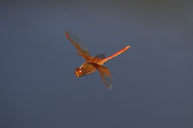 d0156387_21291323.jpg