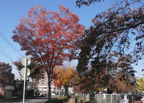 紅葉の前橋_d0000995_03899.jpg