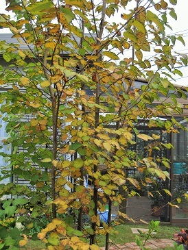 c0117898_21172590.jpg