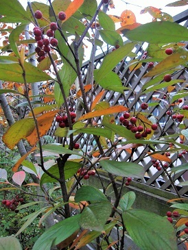 c0117898_21184258.jpg