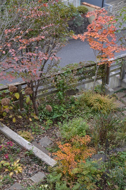 下草の紅葉がきれい 11月14日の庭 雑木林の家から Nishio