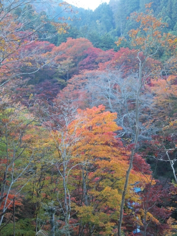 秋のお出かけ･･････埼玉_b0331802_20390014.jpg