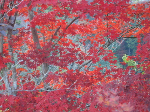 秋のお出かけ･･････埼玉_b0331802_20393526.jpg