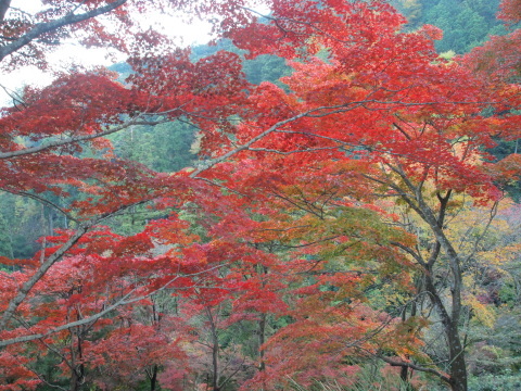 秋のお出かけ･･････埼玉_b0331802_20413231.jpg