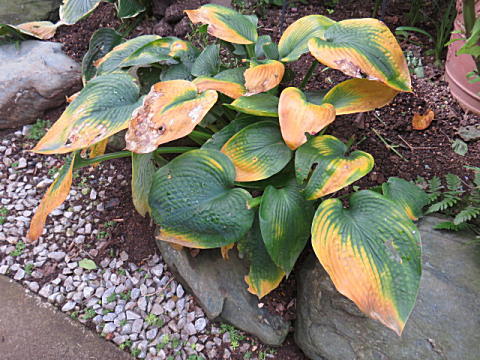 d0046702_12454520.jpg