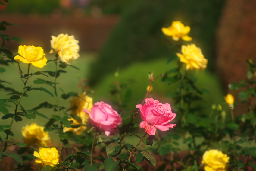 新宿御苑の秋薔薇3_a0263109_10380423.jpg