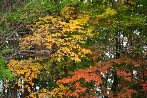 a0263109_10434805.jpg