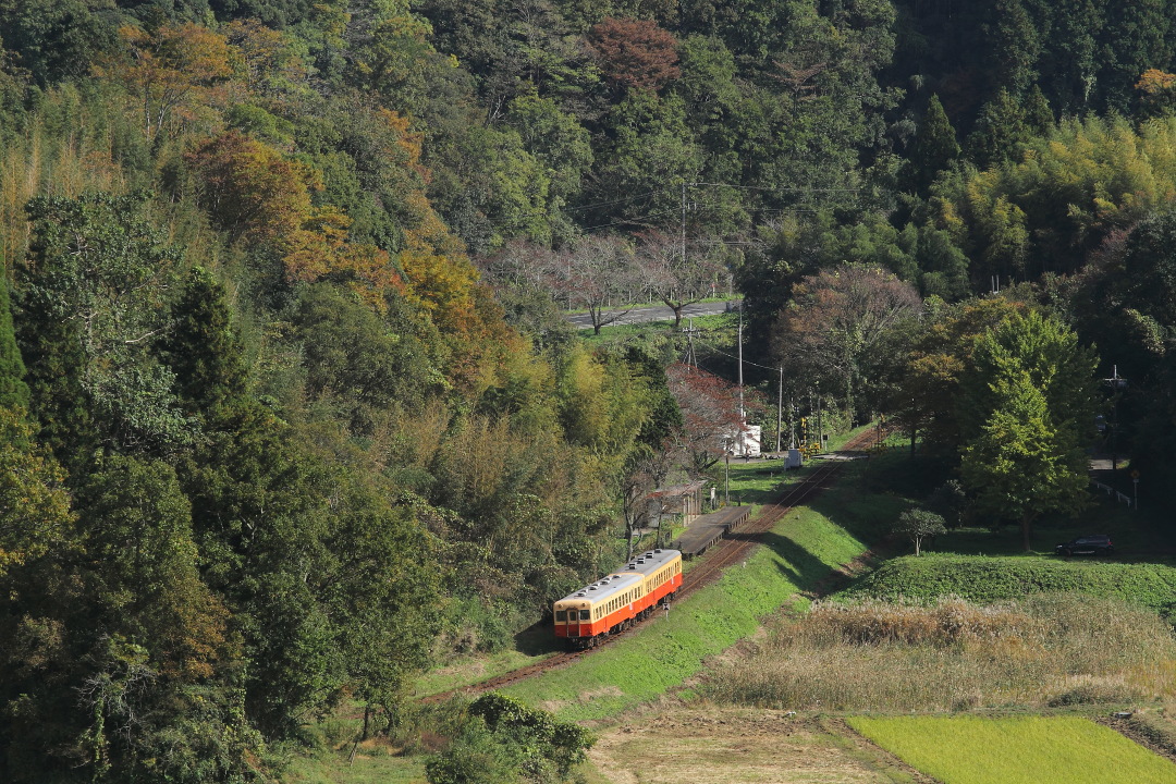 まだ緑 - 2016年晩秋・小湊鐵道 - _b0190710_23204470.jpg