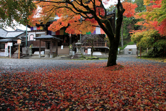 紅葉探訪7 東福寺と今熊野観音寺_e0048413_21431625.jpg