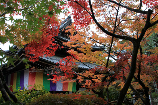 紅葉探訪7 東福寺と今熊野観音寺_e0048413_2143270.jpg