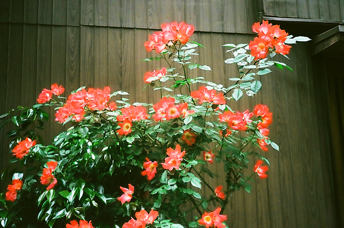 c0176622_14592366.jpg