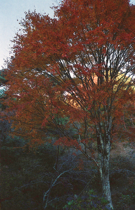 c0176622_15023587.jpg