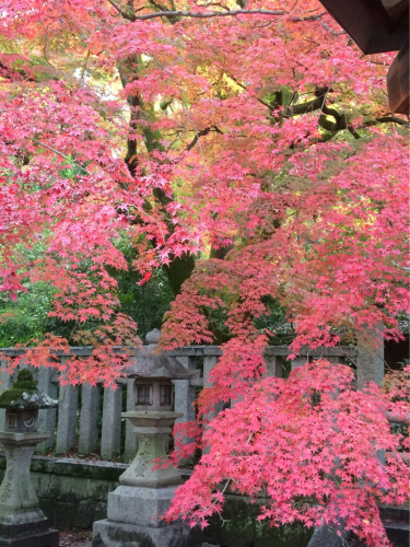 紅葉の秋、藤井眞吾コンサートシリーズ_e0103327_21021042.jpg