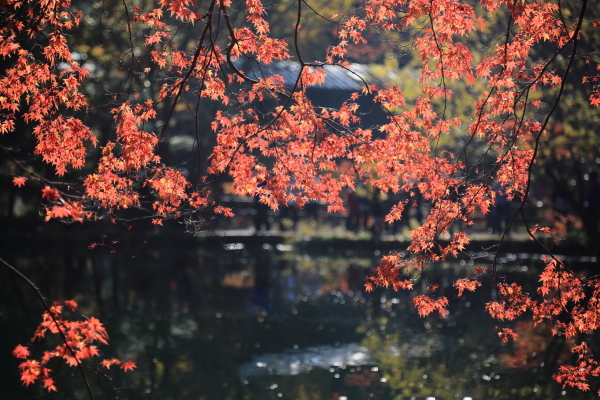 １６年紅葉旅　軽井沢～小諸その２_f0229832_09444516.jpg