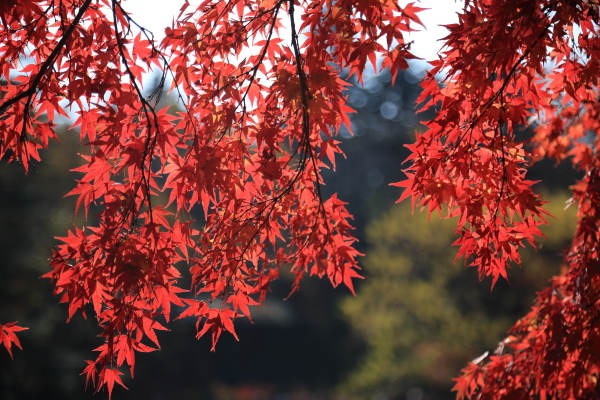 １６年紅葉旅　軽井沢～小諸その２_f0229832_09451219.jpg