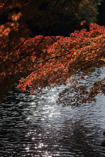 １６年紅葉旅　軽井沢～小諸その２_f0229832_09452420.jpg