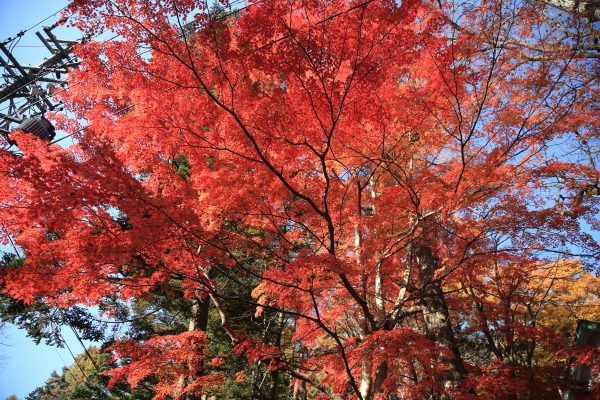 １６年紅葉旅　軽井沢～小諸その２_f0229832_09455946.jpg