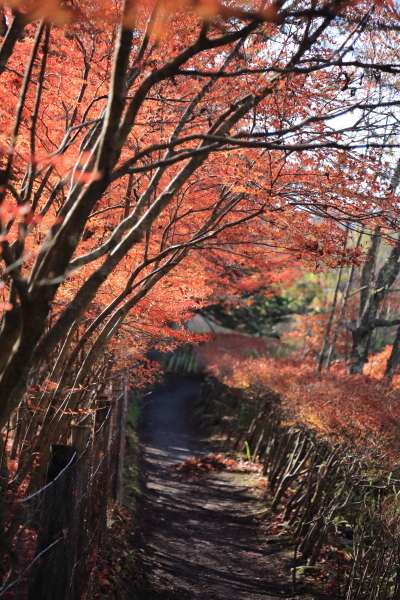 １６年紅葉旅　軽井沢～小諸その２_f0229832_09462449.jpg