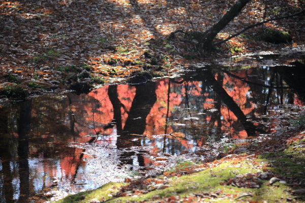 １６年紅葉旅　軽井沢～小諸その２_f0229832_09464997.jpg