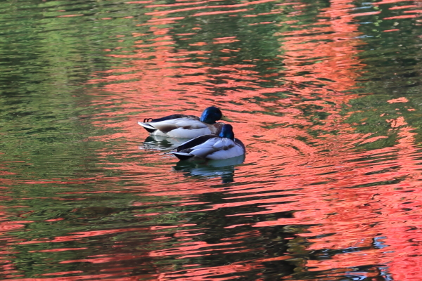 f0229832_09472495.jpg