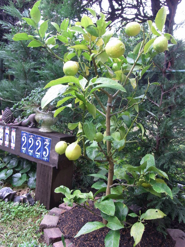 f0172744_9361453.jpg