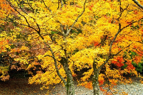 ♪私は泣いています・・・二股モミジと山霧の奥山渓谷_d0005250_1729473.jpg