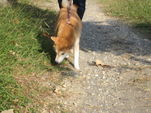 消防車に反応する・・・_f0245650_08485843.jpg