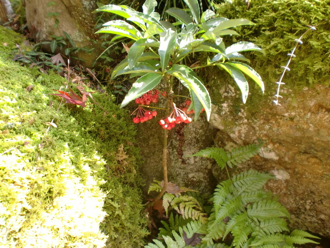 d0154954_10225066.jpg