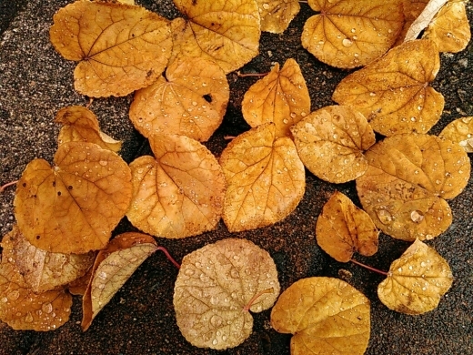 a0018655_15425234.jpg