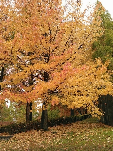 a0018655_15430743.jpg
