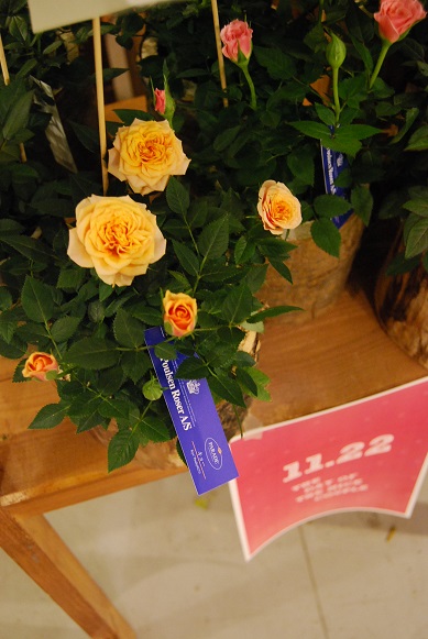 a0201358_1847359.jpg