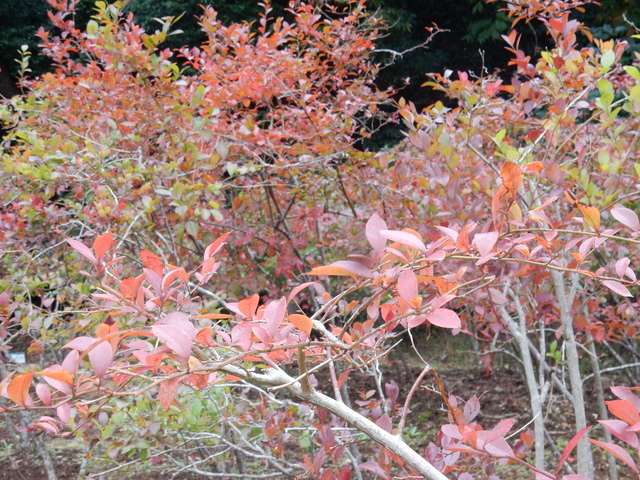 ’16,11,15(火)勝浦の紅葉!_f0060461_10473099.jpg