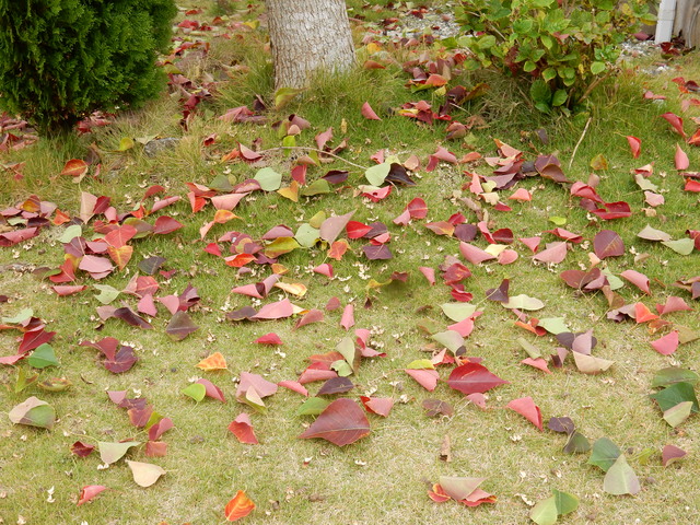 ’16,11,15(火)勝浦の紅葉!_f0060461_10513573.jpg