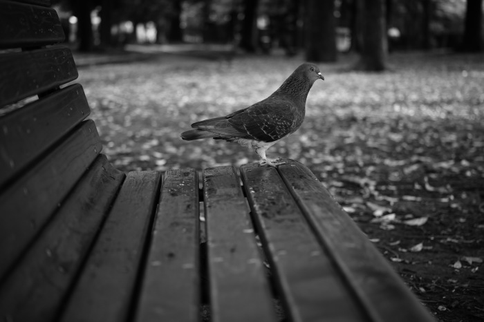 pigeon_d0349265_17354905.jpg