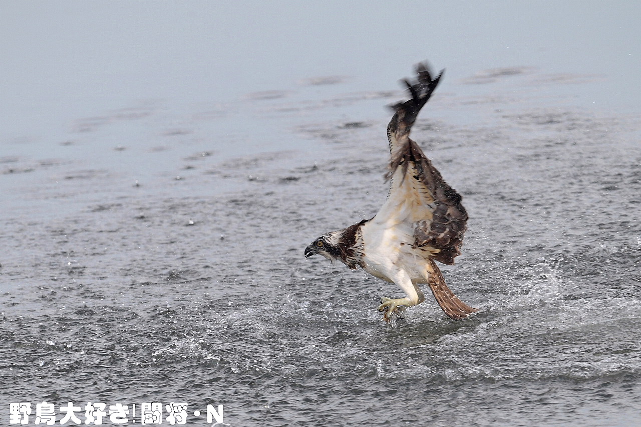 獲物を求めてダイビング_f0059882_20184171.jpg