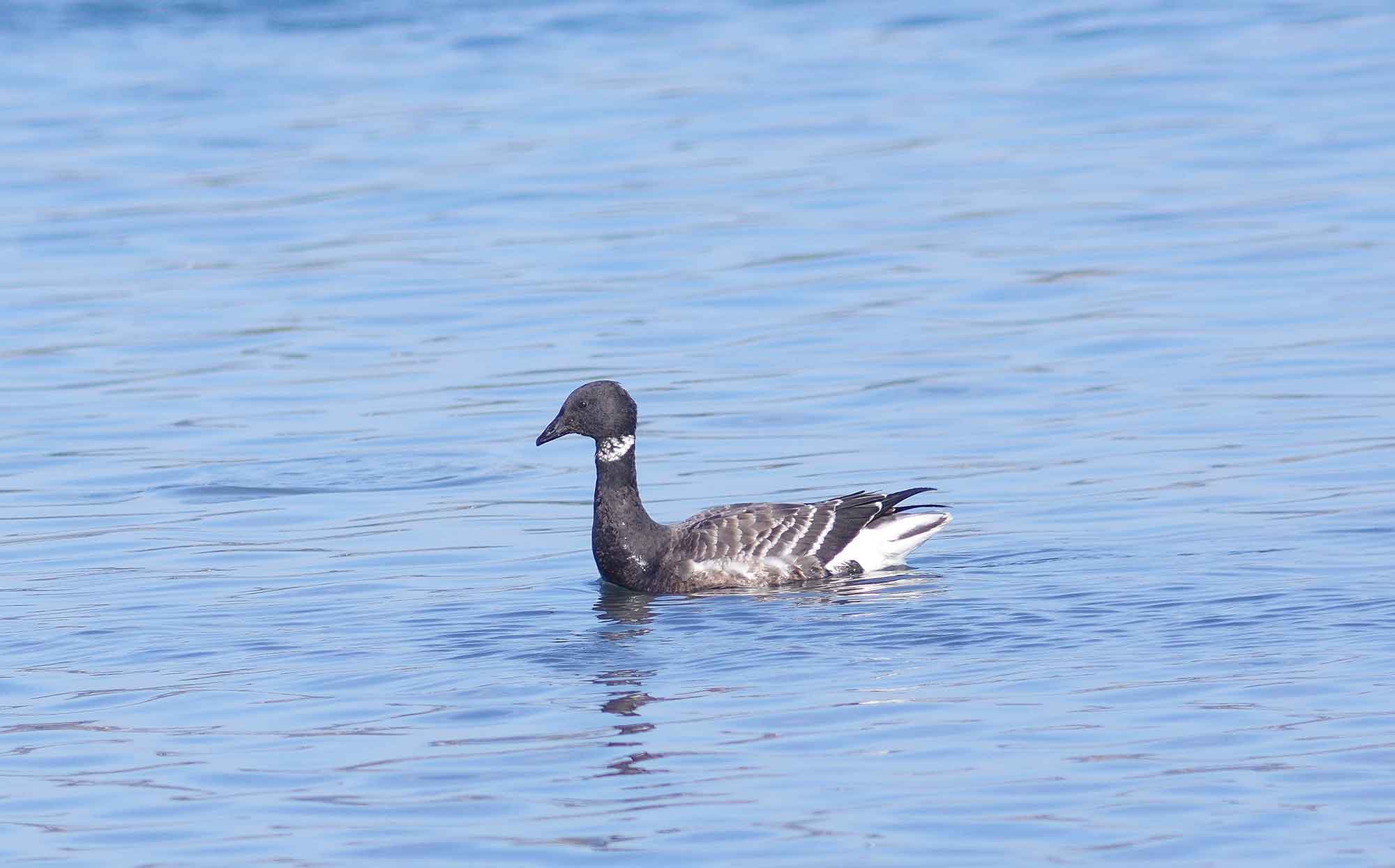 2016年　11月　　野鳥_c0176183_17422975.jpg