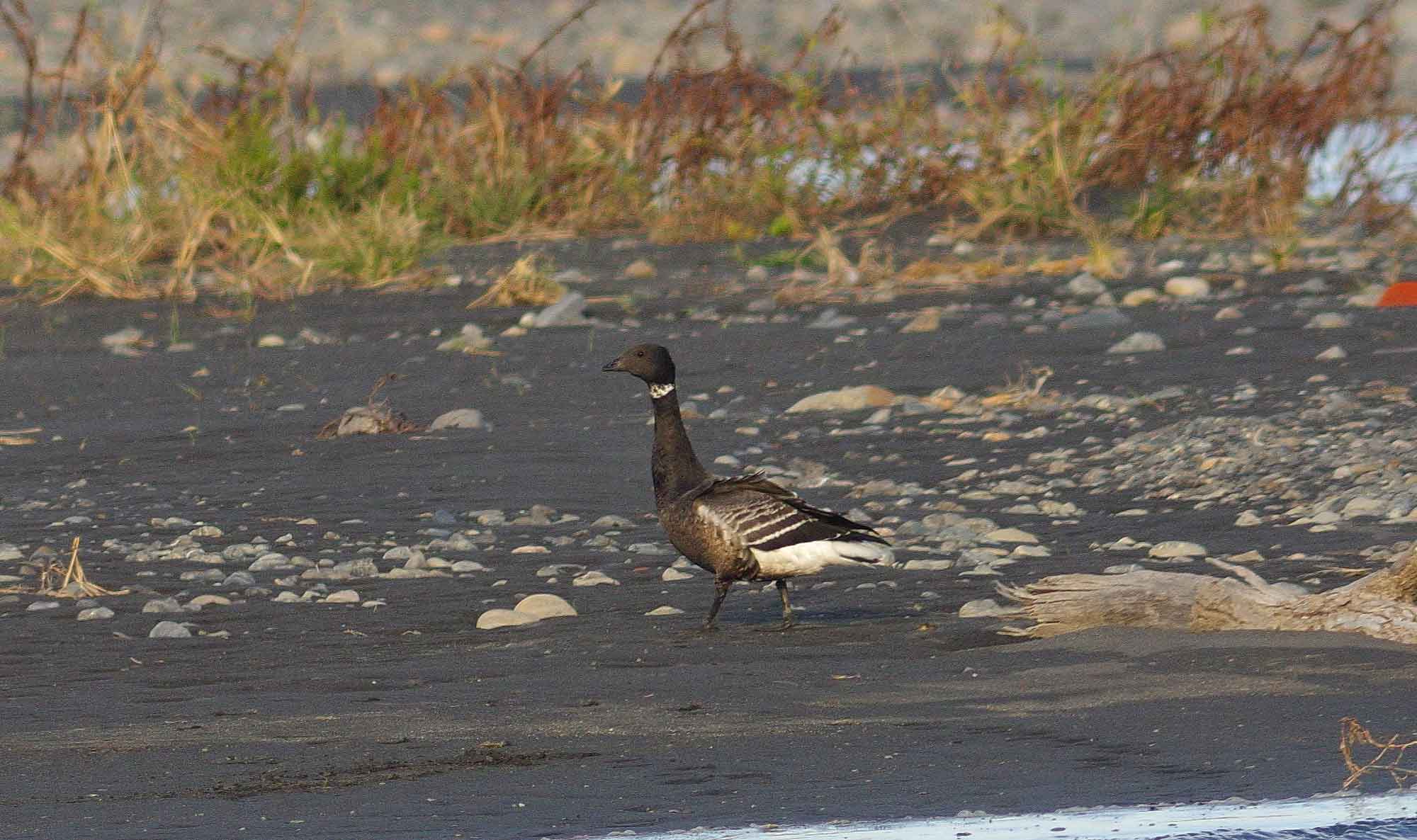 2016年　11月　　野鳥_c0176183_1745074.jpg