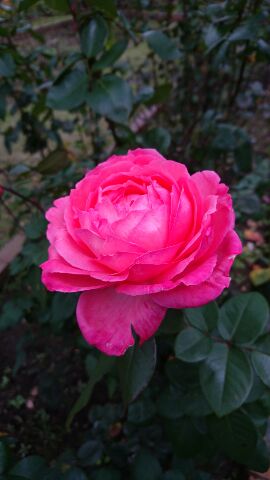 日比谷公園の紅葉と薔薇_e0191985_1814233.jpg