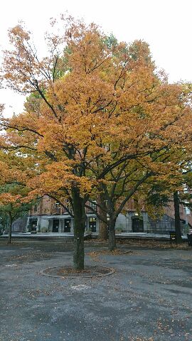 日比谷公園の紅葉と薔薇_e0191985_18142364.jpg