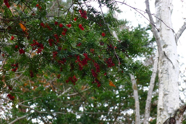 a0130586_211842100.jpg