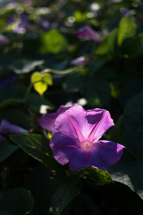 夏のような霜月の牧場_d0353489_12201028.jpg