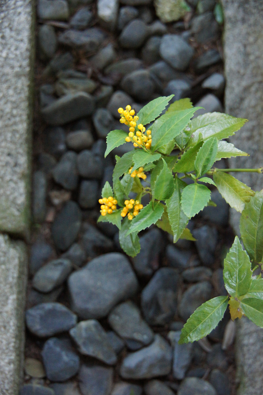 c0139591_1392642.jpg