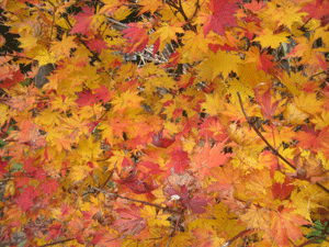 a0030594_064224.gif