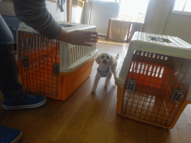 a0338800_19151227.gif
